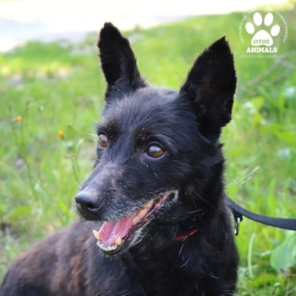 Pies do adopcji, Starogard Gdański, 20 marca 2024 (3/4)