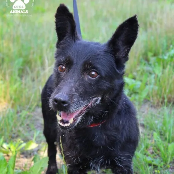 Pies do adopcji, Starogard Gdański, 20 marca 2024 (4/4)