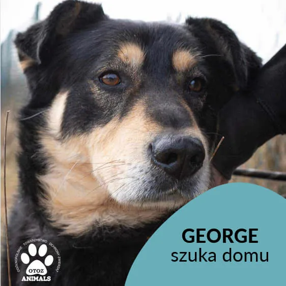 Pies do adopcji, Starogard Gdański, 26 marca 2024 (1/4)