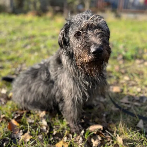 Pies do adopcji, Starogard Gdański, 20 marca 2024 (1/3)