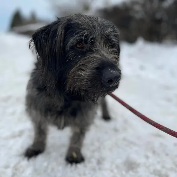 Pies do adopcji, Starogard Gdański, 20 marca 2024 (3/3)