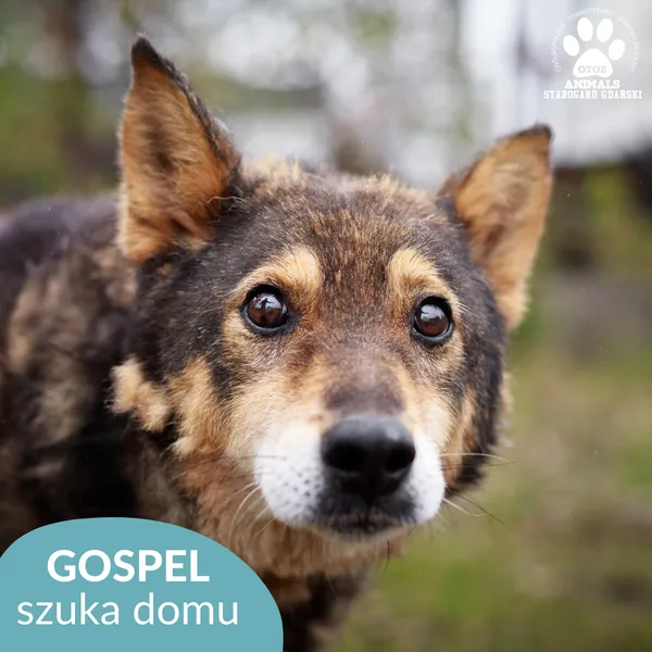 Pies do adopcji, Starogard Gdański, 20 marca 2024 (1/4)