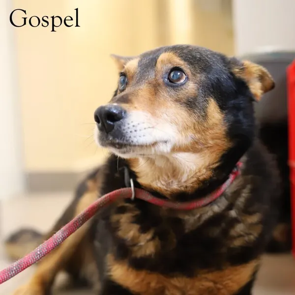 Pies do adopcji, Starogard Gdański, 20 marca 2024 (2/4)