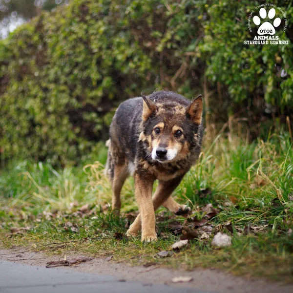 Pies do adopcji, Starogard Gdański, 20 marca 2024 (3/4)