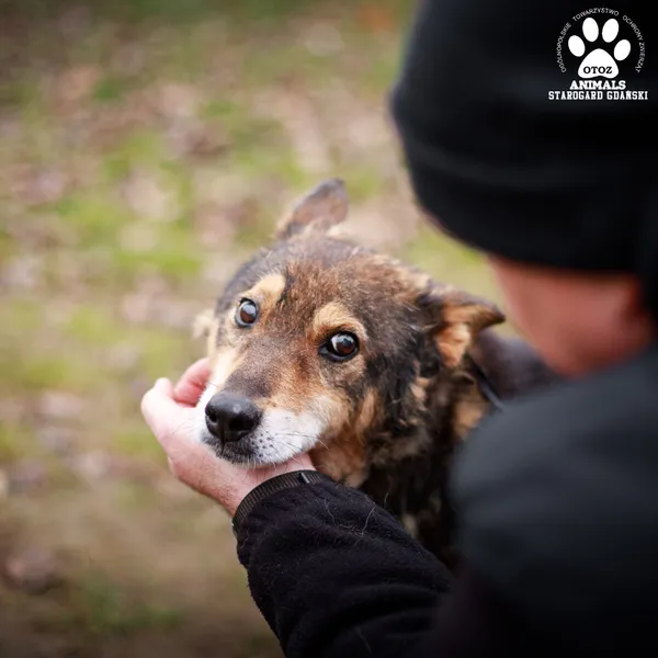 Pies do adopcji, Starogard Gdański, 20 marca 2024 (4/4)