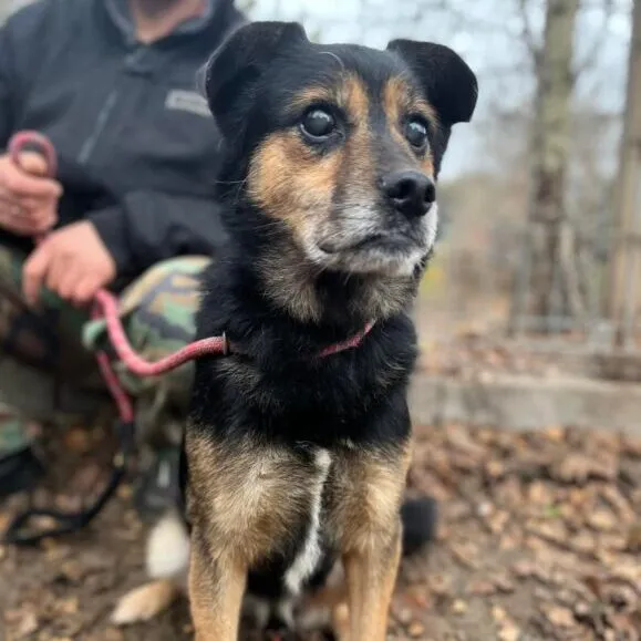 Pies do adopcji, Starogard Gdański, 20 marca 2024 (2/2)