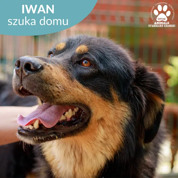 Pies do adopcji, Starogard Gdański, 14 sierpnia 2024 (1/3)