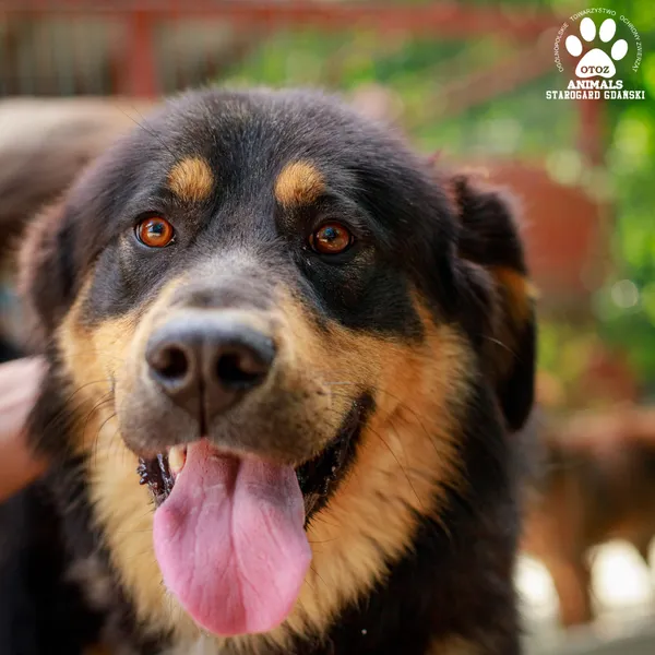 Pies do adopcji, Starogard Gdański, 14 sierpnia 2024 (3/3)