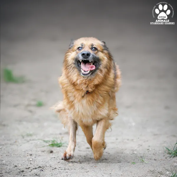 Pies do adopcji, Starogard Gdański, 20 marca 2024 (2/4)