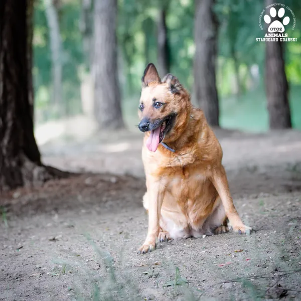 Pies do adopcji, Starogard Gdański, 26 marca 2024 (1/4)