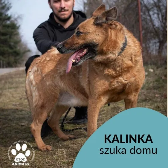 Pies do adopcji, Starogard Gdański, 26 marca 2024 (3/4)