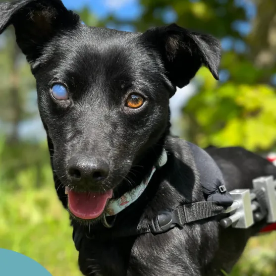 Pies do adopcji, Starogard Gdański, 20 marca 2024