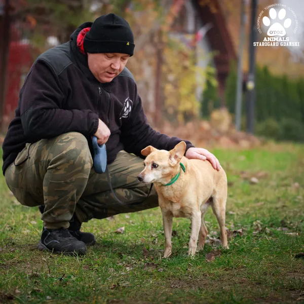 Pies do adopcji, Starogard Gdański, 20 marca 2024 (3/3)