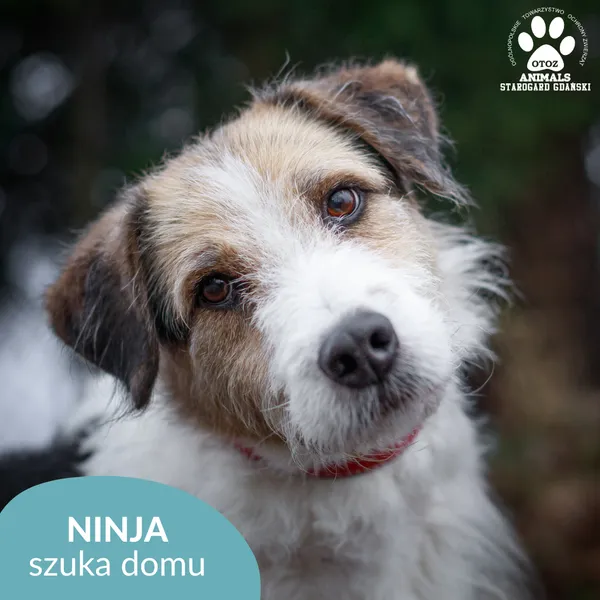 Pies do adopcji, Starogard Gdański, 18 czerwca 2024 (1/3)