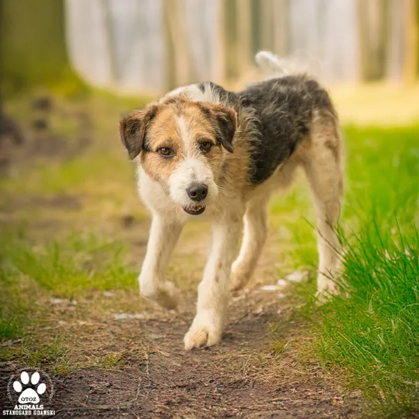 Pies do adopcji, Starogard Gdański, 18 czerwca 2024 (2/3)