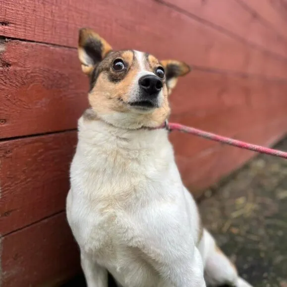 Pies do adopcji, Starogard Gdański, 20 marca 2024 (2/2)