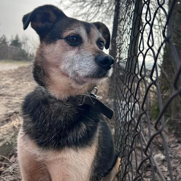 Pies do adopcji, Starogard Gdański, 20 marca 2024 (1/2)