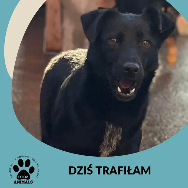 Pies do adopcji, Starogard Gdański, 28 marca 2024