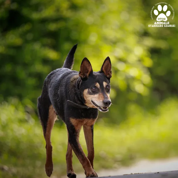Pies do adopcji, Starogard Gdański, 3 września 2024 (2/3)
