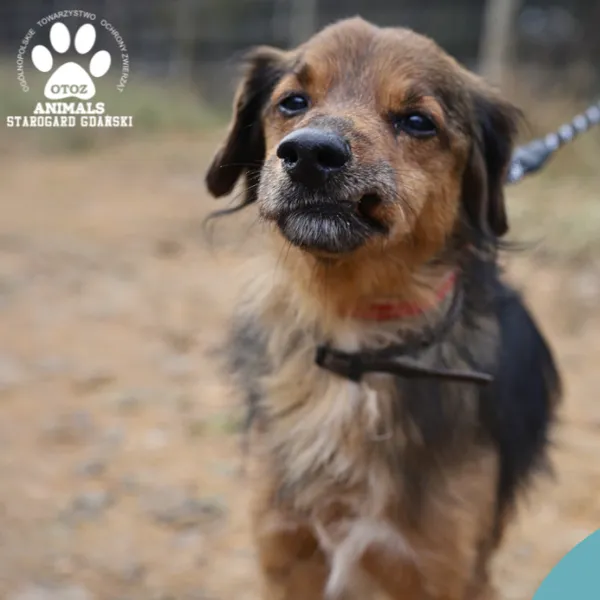 Pies do adopcji, Starogard Gdański, 20 marca 2024 (1/4)