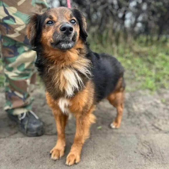 Pies do adopcji, Starogard Gdański, 20 marca 2024 (2/4)