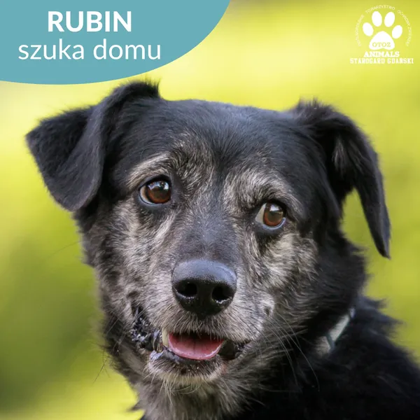 Pies do adopcji, Starogard Gdański, 28 marca 2024 (1/3)