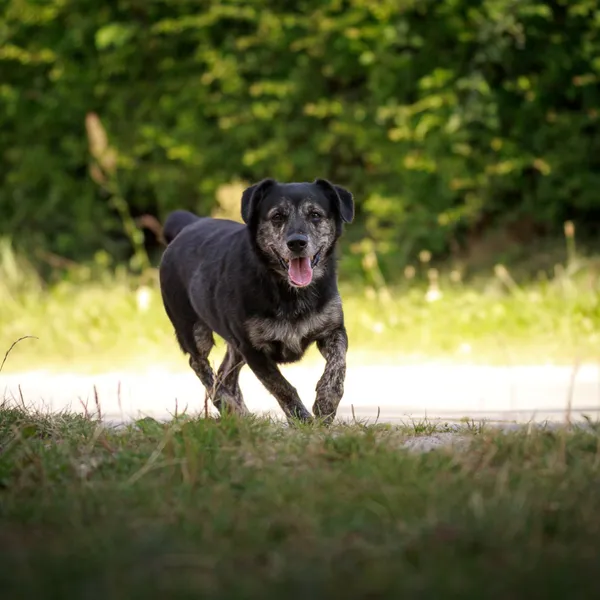 Pies do adopcji, Starogard Gdański, 28 marca 2024 (2/3)