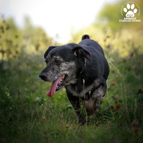 Pies do adopcji, Starogard Gdański, 28 marca 2024 (3/3)