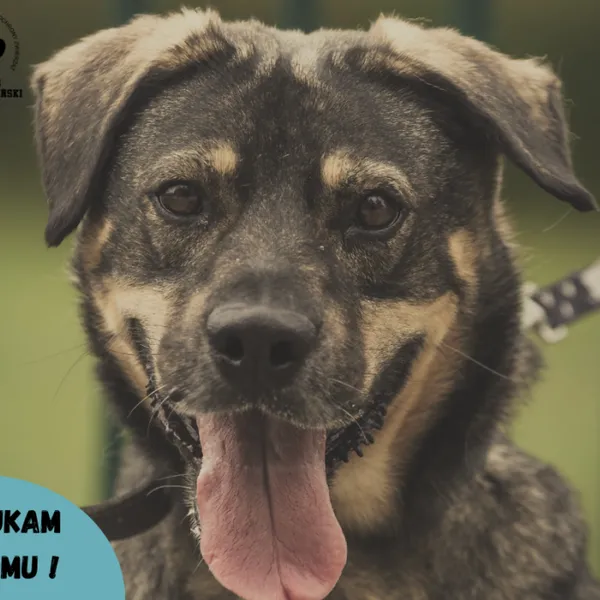 Pies do adopcji, Starogard Gdański, 20 marca 2024 (1/3)