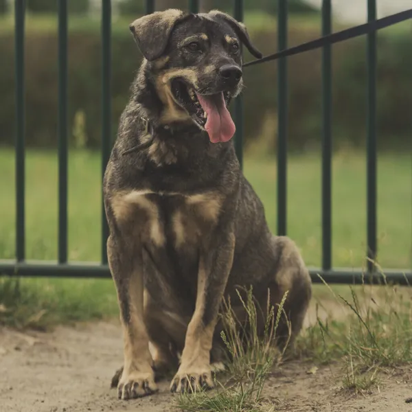 Pies do adopcji, Starogard Gdański, 20 marca 2024 (2/3)