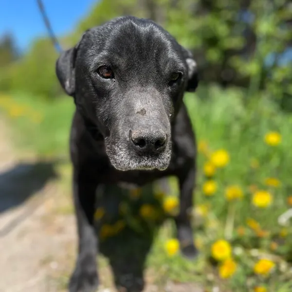 Pies do adopcji, Starogard Gdański, 20 marca 2024 (1/3)