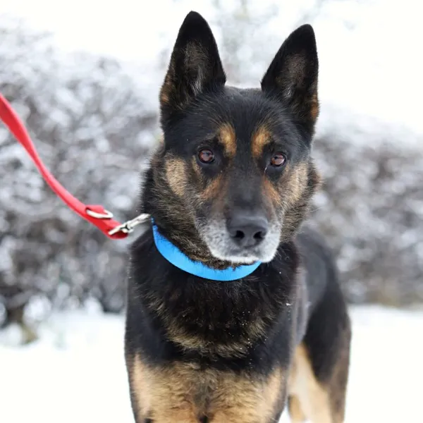 Pies do adopcji, Starogard Gdański, 20 marca 2024 (2/3)