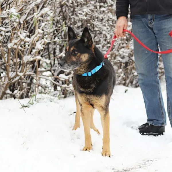 Pies do adopcji, Starogard Gdański, 20 marca 2024 (3/3)