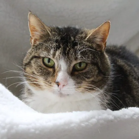 Kot do adopcji, Starogard Gdański, 20 marca 2024 (1/2)