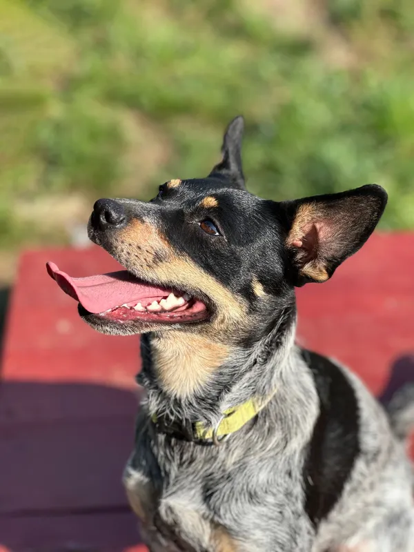 Pies do adopcji, Olsztyn, 23 lipca 2024 (1/5)