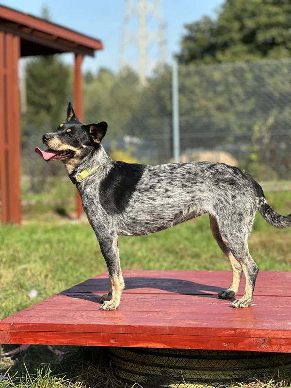 Pies do adopcji, Olsztyn, 23 lipca 2024 (3/5)