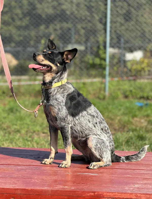 Pies do adopcji, Olsztyn, 23 lipca 2024 (4/5)