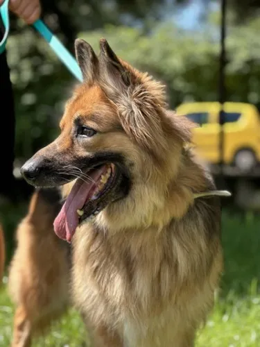 Pies do adopcji, Kraków, 10 czerwca 2020 (3/4)