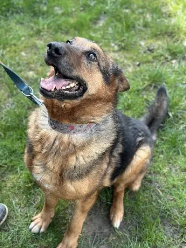 Pies do adopcji, Kraków, 8 lipca 2020 (1/3)