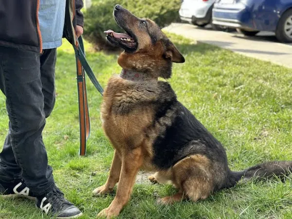 Pies do adopcji, Kraków, 8 lipca 2020 (2/3)