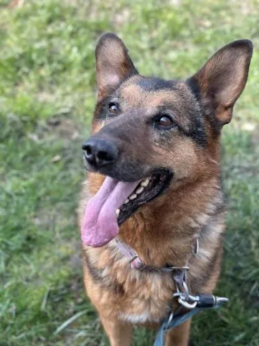 Pies do adopcji, Kraków, 8 lipca 2020 (3/3)