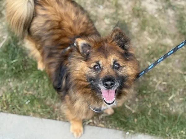 Pies do adopcji, Kraków, 10 maja 2021 (2/4)