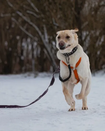Pies do adopcji, Kraków, 2 lipca 2021 (1/5)