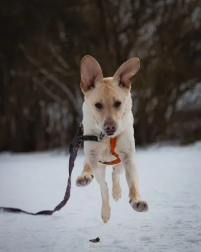 Pies do adopcji, Kraków, 2 lipca 2021 (2/5)