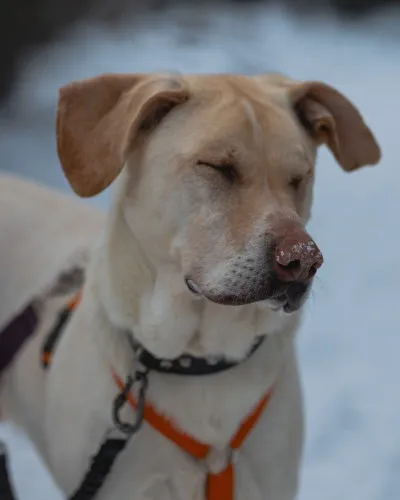 Pies do adopcji, Kraków, 2 lipca 2021 (3/5)