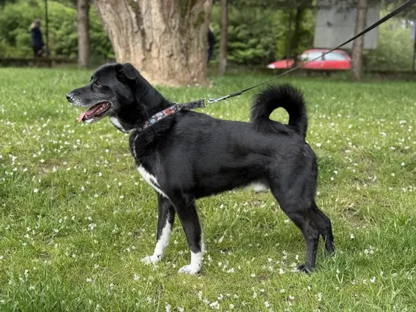 Pies do adopcji, Kraków, 20 listopada 2021 (1/5)