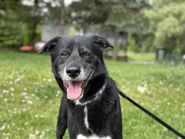 Pies do adopcji, Kraków, 20 listopada 2021 (2/5)