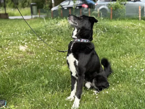 Pies do adopcji, Kraków, 20 listopada 2021 (3/5)