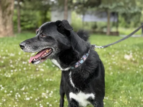 Pies do adopcji, Kraków, 20 listopada 2021 (4/5)