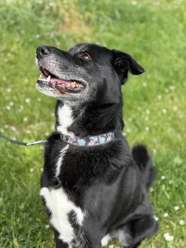 Pies do adopcji, Kraków, 20 listopada 2021 (5/5)